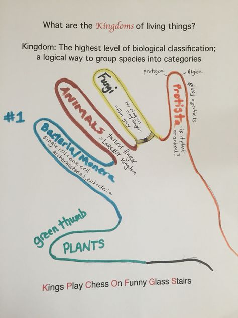 Science: 5 Kingdoms of Living Things 5 Kingdoms Of Living Things, Kingdoms Of Living Things, Five Kingdoms, Biology Activity, Healthy Community, Science Anchor Charts, Biology Classroom, 7th Grade Science, 8th Grade Science