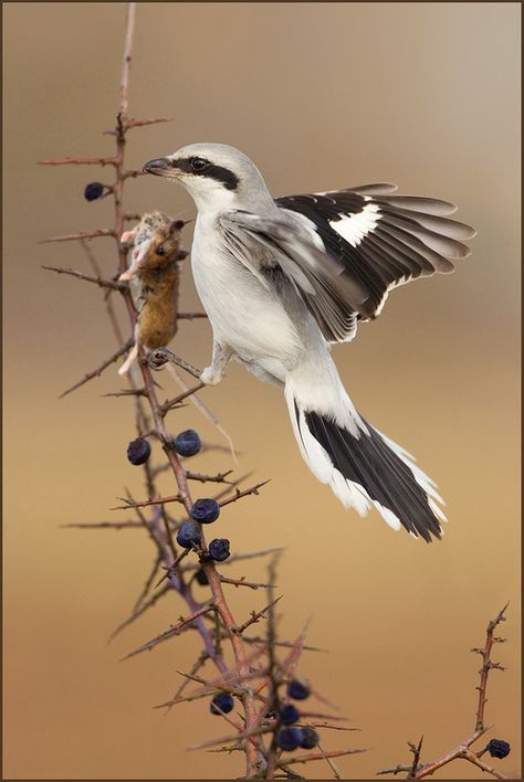 Shrike, thorns, prey The Thorn Birds, Bird Identification, World Birds, Birds Tattoo, Ap Art, Small Birds, Birds Of Prey, Bird Photo, Colorful Birds