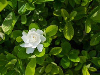 What Is An Everblooming Gardenia – Information About Gardenia Veitchii Gardenia Veitchii, Everblooming Gardenia, August Beauty Gardenia, Gardenia Care, Growing Gardenias, Best Smelling Flowers, Gardenia Bush, Gardenia Plant, Smelling Flowers