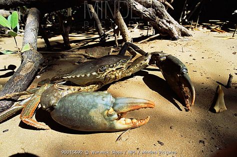 Giant Mud Crab - Scylla serrata - Australia Crab Stock, Mud Crab, Darwin Nt, Woodlice, Fursuit Ideas, Mantis Shrimp, Giant Squid, Crab, Fish