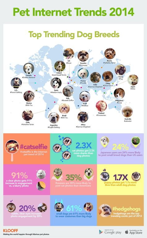 What's your favorite dog breed? Dog Infographic, Top Dog Breeds, Medication For Dogs, Cat Selfie, Popular Dog Breeds, Most Popular Dog Breeds, 2014 Trends, Dog Info, Social Media Infographic