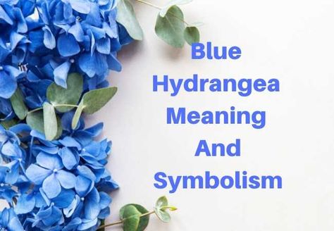 Hydrangea Meaning, Dahlia Flower Garden, Rustic Wedding Signage, Meaning Of Blue, Easiest Flowers To Grow, Indoor Orchids, Christmas Cactus Care, Popular House Plants, Small Purple Flowers