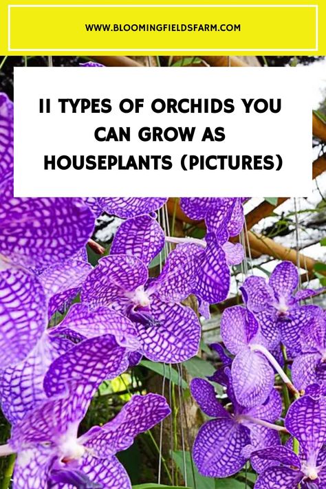 So, you’re a fan of orchids, huh? You’re not alone – these exotic beauties are among the most popular and diverse groups of flowering plants out there. Indoor Orchid Care, Orchid Growing, Easy Houseplants, Indoor Orchids, Orchid Fertilizer, Vanda Orchids, Types Of Orchids, Growing Orchids, Exotic Orchids