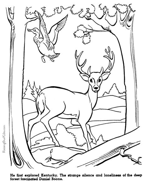 Hunting Coloring Pages, Woods Coloring Pages, Moose Animal, Personalized Coloring Book, Early Explorers, Farm Animal Coloring Pages, Watercolor Paintings Nature, Daniel Boone, Adult Colouring Pages