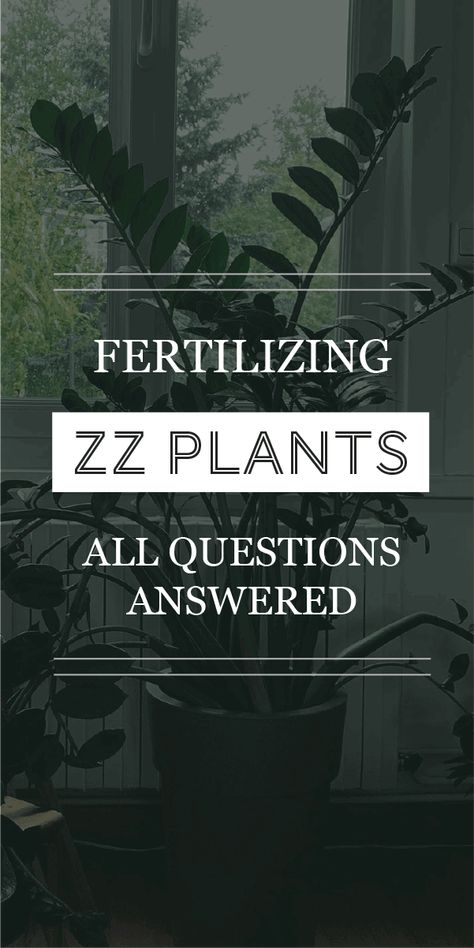 Home Made Fertilizer, Houseplant Fertilizer, Zz Plant Care, Zz Plants, Types Of Houseplants, Zz Plant, Natural Fertilizer, Indoor Plant Care, Fertilizer For Plants