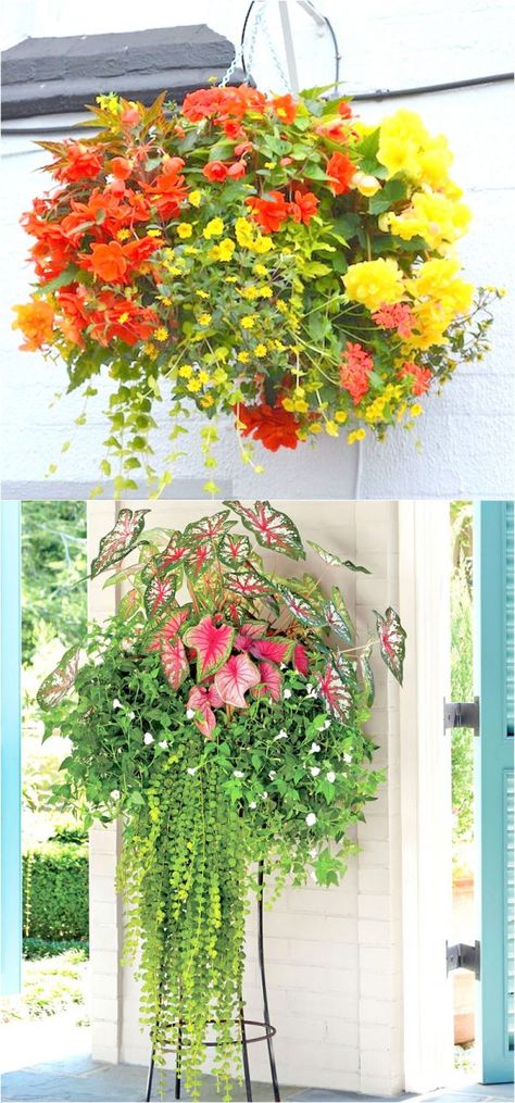 Hanging Basket Plants, Hanging Plants Outdoor, Hanging Plants Diy, Flower Hanging, Backyard Flowers, Plants For Hanging Baskets, Hanging Flower Baskets, Hanging Plants Indoor, Plant Basket