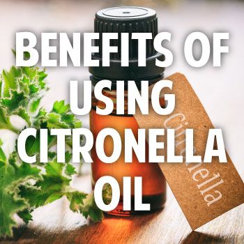 Have you ever been to a nighttime party where the host used Citronella Oil torches or candles? The smell may be sweet and it does a great job of keeping mosquitoes away. Citronella Oil does not come from the Citronella plant, which is a member of the Geranium family. In a strange twist, the Citronella plant doesn’t keep bugs away. It may even attract them! Citronella Oil comes from lemon grass, a plant which is largely found in Asia. If the only thing you know about Citronella Oil is that it ... Citronella Plant, Danette May, Plant Benefits, Citronella Oil, Homemade Oil, Citronella Candles, Organic Living, Oil Benefits, Geraniums