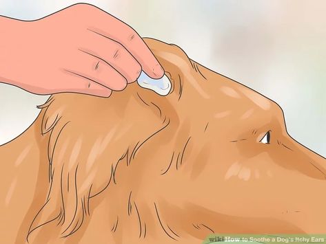 4 Ways to Soothe a Dog's Itchy Ears - wikiHow Dogs Ears Itching Remedies, Ear Itching Remedy, Dog Itchy Ears, Itchy Dog Ears, Itchy Dog Remedies, Dog Meds, Long Fleece Coat, Ear Problems, Dogs Paws