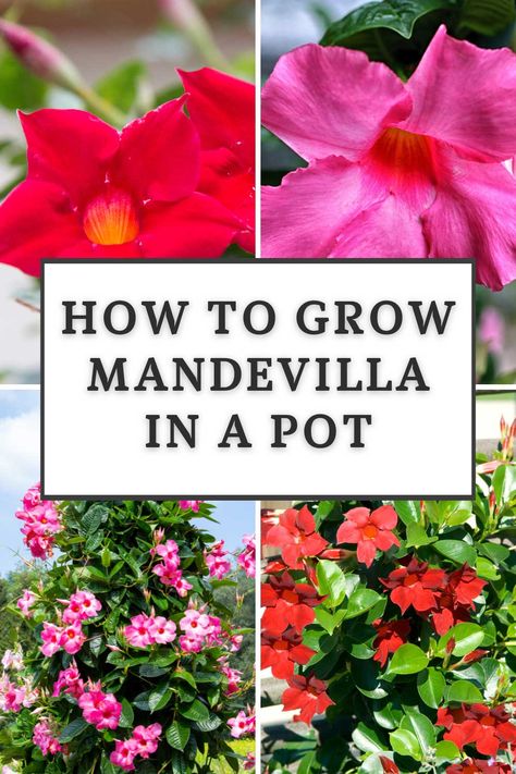 how-to-grow-mandevilla-in-a-pot Mandevilla Flower Pots, Mandavilla Flower Pots, Mandavilla Potting Ideas, Mandevilla Trellis Ideas, Mandevilla Vine Ideas Trellis, Mandevilla Vine Ideas Pots, Dipladenia Planter Ideas, Mandevilla Planter Ideas, Container Gardening Flowers Ideas