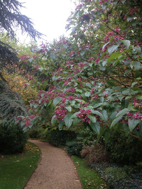 Pnw Garden, Deer Garden, Growing Flowers, Flower Beds, Green Thumb, The Garden, Flower Garden, Yard, Plants