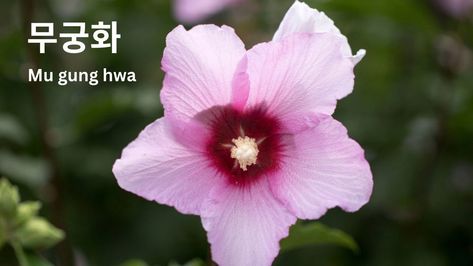 Korean National Flower, Rivers And Mountains, Hibiscus Syriacus, National Flower, Rose Of Sharon, Simple Game, Squid Games, National Flag, Hibiscus