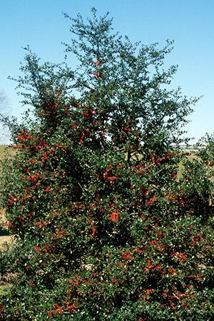 Natural Walls | Gardening in the Panhandle