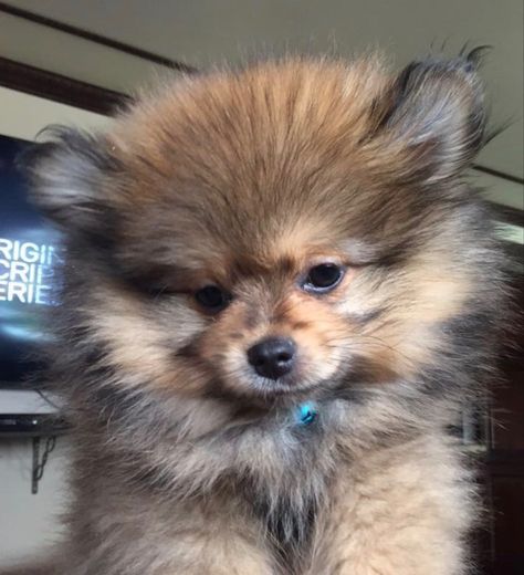 Tea Cup Pomeranian, Cup Pomeranian, Puppy Teacup, Pomeranian Puppy Teacup, Teacup Pomeranian, Tea Cup Dogs, Cute Animals Puppies, 4 Month Olds, Pomeranian Puppy