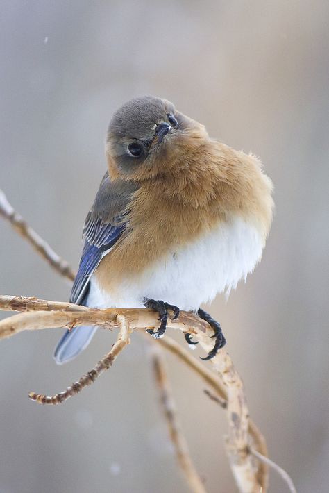 Two Blue Birds, Bluebird Aesthetic, Bluebird Flying, Bluebirds Aesthetic, Female Bluebird, Eastern Bluebird, Nature Birds, Airbrush Art, Backyard Birds