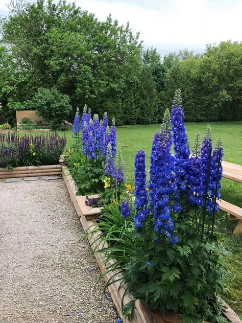 Delphinium Love the boxes for around the patio! Delphinium Landscaping, Delphinium Plant, Shade Landscaping, Garden Flowers Perennials, Front Yard Plants, Easy Landscaping, Blue Garden, Delphinium, Front Yard Landscaping