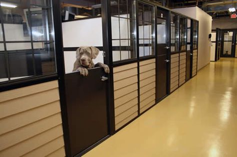 Durable low maintenance dutch doors with window. Not sure if I want black, but maybe.. Dog Sanctuary Ideas, Dog Boarding Ideas, Luxury Dog Kennels, Dog Boarding Facility, Dog Boarding Kennels, Dog Kennel Designs, Pet Boarding, Pet Resort, Dog Hotel