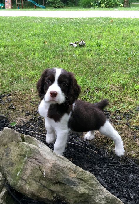 Springer spaniel puppy Cute Springer Spaniel Puppies, Springer Puppies, Springer Spaniel Puppy, Puppies Christmas, Springer Spaniel Puppies, Spaniel Breeds, Springer Spaniels, Cocker Spaniels, Spaniel Puppies