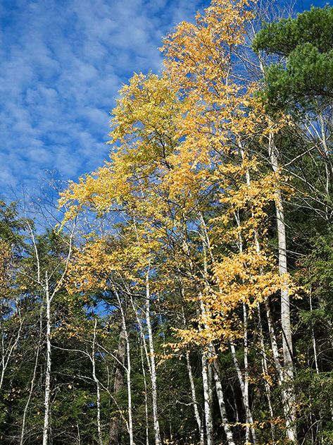 Aspen Quaking Aspen Tree, Quaking Aspen, Aspen Tree, Video Garden, Aspen Trees, How To Attract Birds, Indoor Garden Ideas, Seed Starting, Growing Tree