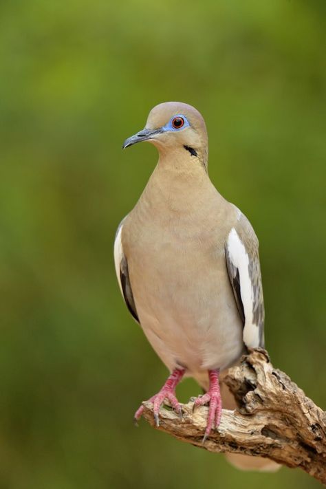 White Winged Dove, Eastern Chipmunk, Happy Birthday Wishes Sister, Hawaiian Monk Seal, White Wing, Black Capped Chickadee, Dove Bird, Flying Squirrel, Turtle Painting