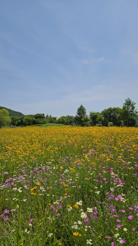 Meadow Of Flowers Aesthetic, Field Full Of Flowers, Flowery Meadow, Landscape Photography Art, English Summer, Flowery Wallpaper, Pretty Landscapes, Flower Therapy, Spring Aesthetic