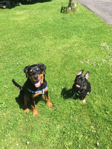 French Bulldog And Rottweiler, Rottweiler And French Bulldog, French Bulldog Mix, Beautiful Scotland, Rottweiler, French Bulldog, Cute Dogs, Bulldog, Scotland