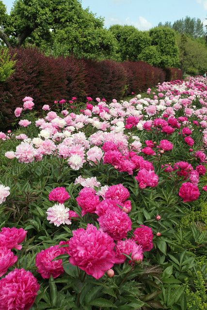 Peony Farm, Flower Farms, Peony Garden, Flowers Field, Gardens Flowers, Backyard Flowers, Peonies Garden, Love Garden, Garden Landscape Design