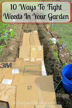 Garden Weeds, Garden Pests, Veggie Garden, Lawn And Garden, Raised Garden, Herb Garden, Yard Landscaping, Garden Planning, Front Yard Landscaping