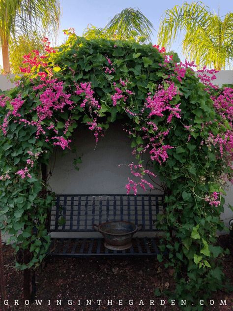 Vine Fence, Coral Vine, Wall Climbing Plants, Creepers Plants, Flower Planting, Vine Trellis, Evergreen Vines, Planting Guide, Outside Plants