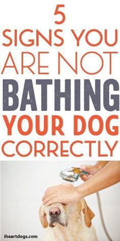 Pets Grooming, Dog Pitbull, Dog Grooming Tips, Dog Health Tips, Train Your Dog, Dog Bath, Dog Info, Dog Care Tips, Dog Agility