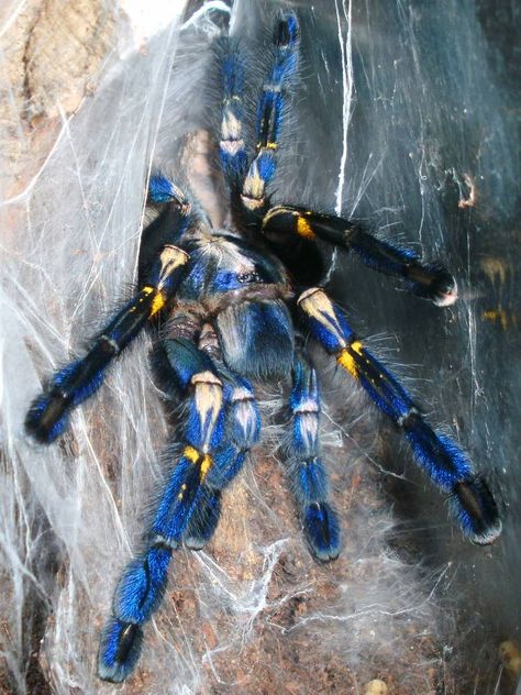 Poecilotheria metallica by PersistentAura on DeviantArt Sapphire Tarantula, Unique Spiders, Poecilotheria Metallica, Poisonous Spiders, Tarantula Spider, Jumping Spiders, Beetle Insect, Cool Bugs, Ace Of Hearts