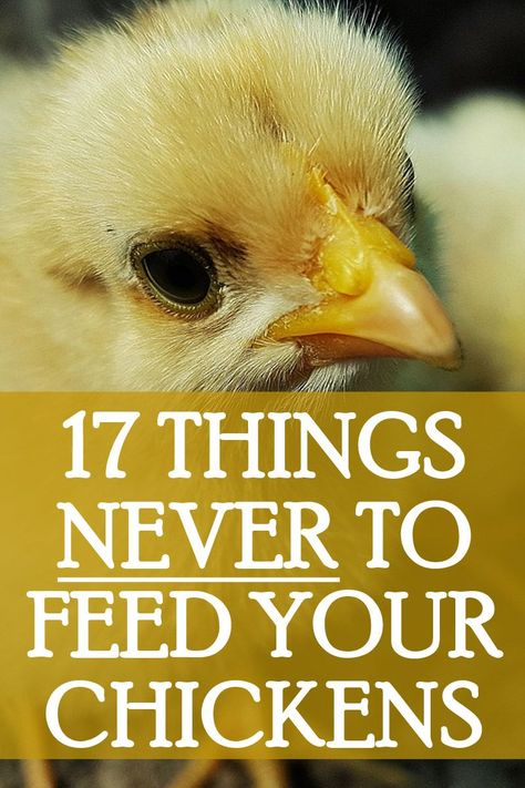 Things Chickens Can Not Eat, Best Diet For Chickens, Chicken Breeds For Meat, Diet For Chickens, Chicken Coop Decoration Ideas, Best Chicken Feed For Layers, Chicken Scraps List, Chicken House Ideas, Chicken Thoughts