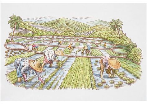 Poster Print-Farm workers in rice field harvesting crops-A2 poster sized print (420x594 mm) made in the UK Rice Farm, Farm Workers, Tweezing Eyebrows, Rice Paddy, Rice Field, Rice Cereal, Food Supply, East Asia, Image Hd