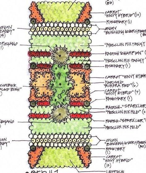 The KK Report: My Biointensive Garden Plan #gardenplanningideascompanionplanting #Gazebo&PergolaIdeas Biointensive Gardening, Square Foot Gardening Layout, Companion Gardening, Garden Companion Planting, Vegetable Beds Raised, Vegetable Garden Raised Beds, Garden Layout Vegetable, Vegetable Garden Planning, Garden Plan