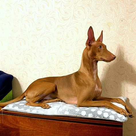 Pharoah Dog, Cool Pictures Of Animals, Egyptian Character Design, Egyptian Dog, Egyptian Character, Pretty Pets, Pharaoh Hound, Beautiful Dog Breeds, All Breeds Of Dogs