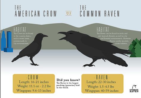 Raven+vs+Crow | Recent Photos The Commons Getty Collection Galleries World Map App ... Crow Call, American Crow, Legends And Myths, Raven Art, Textile Sculpture, Crows Ravens, Crows, Ravens, Cool Posters