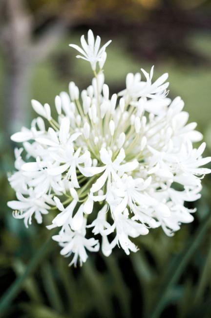 The commonly grown agapanthus flower, often called Lily of the Nile, was introduced to Australia from South Africa. They are extremely hardy, drought-tolerant plants that produce flowers in different colours from white to blue to purple.