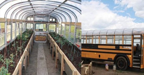 School Greenhouse, Traditional Greenhouses, Walk In Freezer, Plants For Raised Beds, Heating A Greenhouse, Old School Bus, School Bus Conversion, Polycarbonate Greenhouse, Build A Greenhouse