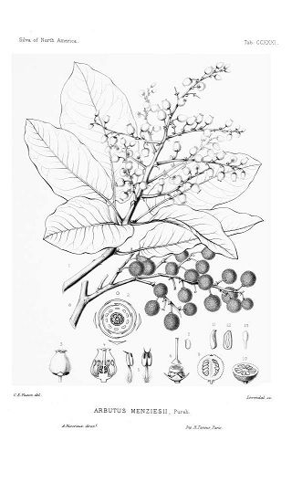 Pacific Madrone (Arbutus menziesii), Pacific northwest native tree Madrona Tree, Home Garden Plants, Leaf Drawing, Tree Tattoo, Native Plants, Pacific Northwest, Label Design, North West, Line Drawing