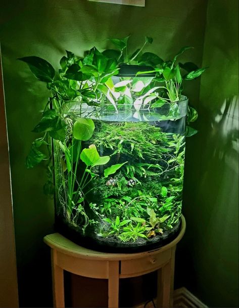 Cool Fish Tank Decorations, Water Terrarium, Tank Terrarium, Aquarium Garden, Freshwater Aquarium Plants, Fish Tank Terrarium, Cool Fish Tanks, Aquascape Design, Fish Tank Design