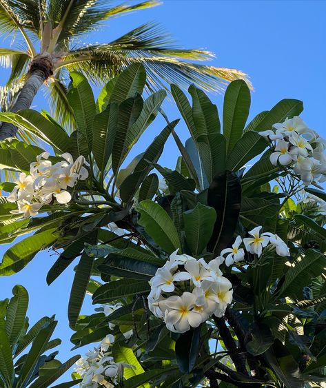 Island times 🐚🥭🌀🌺🌞🌴👙🥥 Island Trip Aesthetic, Cook Island Aesthetic, Aesthetic Island Pictures, Cook Islands Aesthetic, Guam Aesthetic, Luau Aesthetic, Islander Aesthetic, Tropic Aesthetic, Island Life Aesthetic