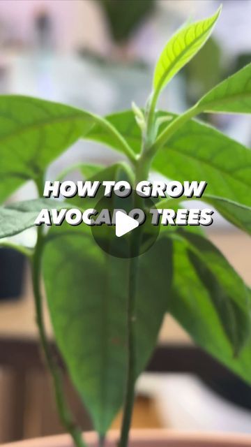 508K views · 29K likes | Armen Adamjan on Instagram: "How to grow avocado trees! 😲🤩 Remember to trim it back 3 inches! 🌱 . . . . #avocado #lifehacks #diy #howto #kitchenhacks #tipsandtricks #plants" How To Plant Avocado Seed, How To Grow Avocado From Seed, Hass Avocado Tree, Avocado Plant From Seed, Avocado Seed Growing, Avocado Trees, Creative Explained, Avocado Plant, Grow Avocado