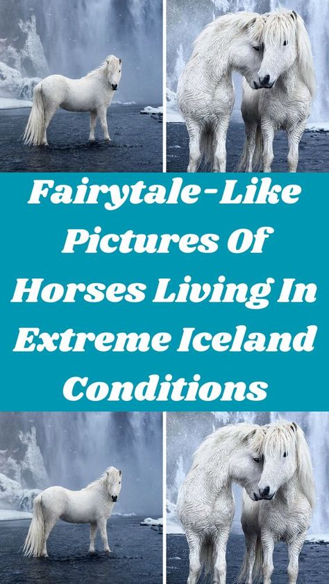 Pictures Of Horses, Legend Drawing, Icelandic Horses, Icelandic Horse, Crazy Text, Funny Photography, Weird Text, Snow And Ice, Photo Series