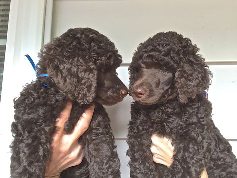 Chocolate Standard Poodle, Brown Poodle, Poodle Puppy Standard, Poodle Cuts, Boston Strong, Standard Poodles, Cute Dog Pictures, Poodle Puppy, Standard Poodle