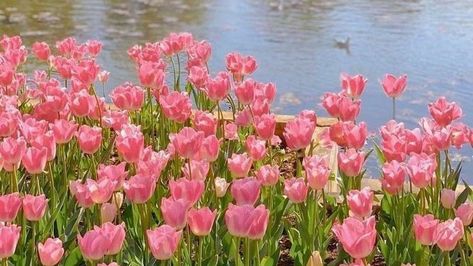 Pink Flowers Wallpaper, Monet Art, Dreamy Artwork, Beautiful Wallpapers Backgrounds, Fb Covers, Pink Tulips, Laptop Wallpaper, Flower Wallpaper, Beautiful Wallpapers