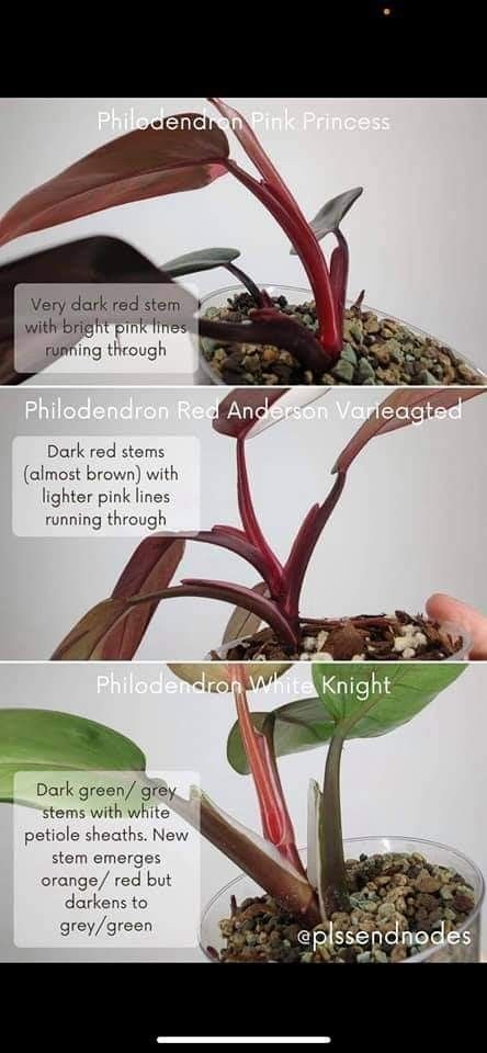 Black Cherry Philodendron, Philodendron Red Anderson, Philodendron Types, Plant Business, Plant Types, Lucky Plant, Fairy Homes, Philodendron Plant, Pretty Plants