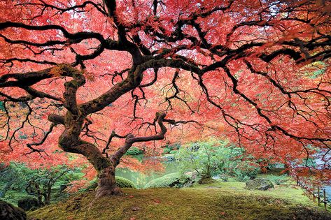 Portland Japanese Garden, Japanese Maples, Japanese Maple Tree, Acer Palmatum, Garden Pictures, Unique Trees, Japanese Maple, Maple Tree, Tree Forest