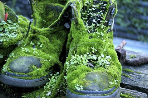 moss covered boots, bedfordale Moss Covered, Goblin Core, Moss Garden, Nature Aesthetic, Green Aesthetic, Peta, Pretty Pictures, Mother Nature, Terrarium