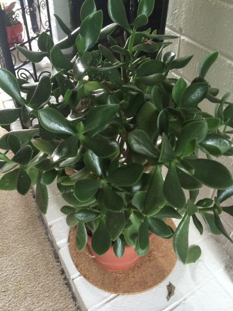 TRADITIONAL JADE PLANT by Garden Answers Plant Id Dollar Plant, Jade Plant, Root Rot, Money Plant, Rubber Tree, Jade Plants, Fallen Leaves, Plant Identification, Spring Fever