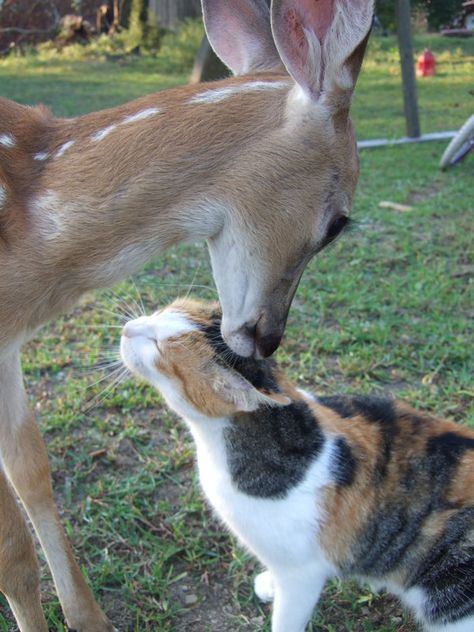 Deer And Cat, Animals Friendship, Oh Deer, Silly Animals, Baby Deer, A Deer, Cute Wild Animals, Cute Little Animals, Animals Friends