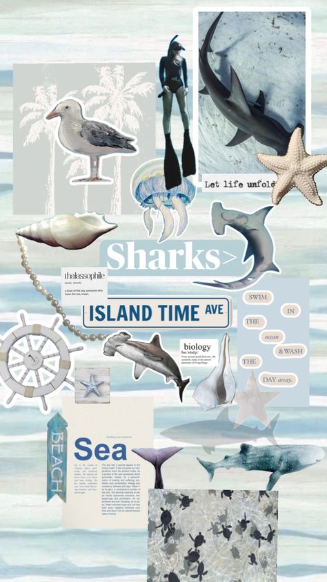 Coastal shark collage for wallpaper🤍🌊|| #beachgirl #coastal #shark #collage #wallpaper #whaleshark #hammerheadshark #marinebiology #aquaticbiology #beachbbitch Blacktip Reef Shark Wallpaper, Shark Collage Wallpaper, Shark Collage, Hammerhead Shark Wallpaper, Cute Shark Wallpaper, Shark Wallpaper Aesthetic, Shark Wallpaper, Shark Background, Leopard Shark